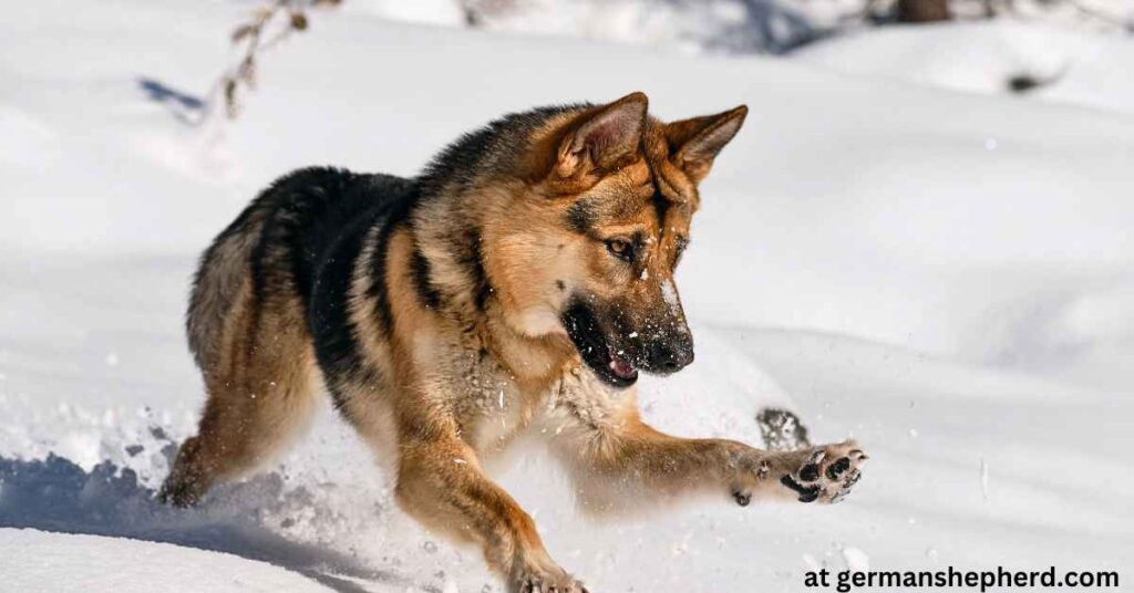 German Shepherd Webbed Feet