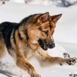 German Shepherd Webbed Feet