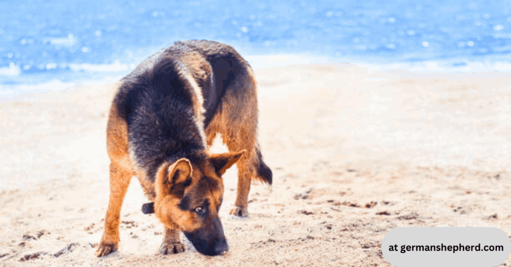 How Far Can a German Shepherd Smell?