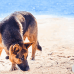 How Far Can a German Shepherd Smell?