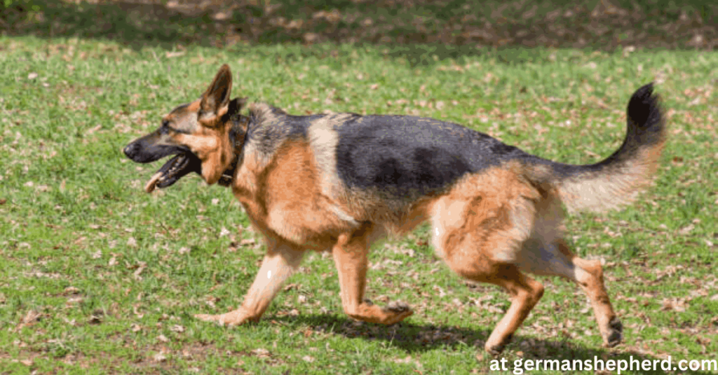 german shepherd tail tytpes