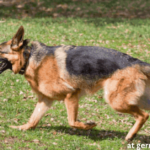 german shepherd tail tytpes